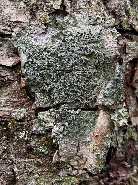 Mycoblastus sanguinarius